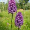 anacamptis pyramidals